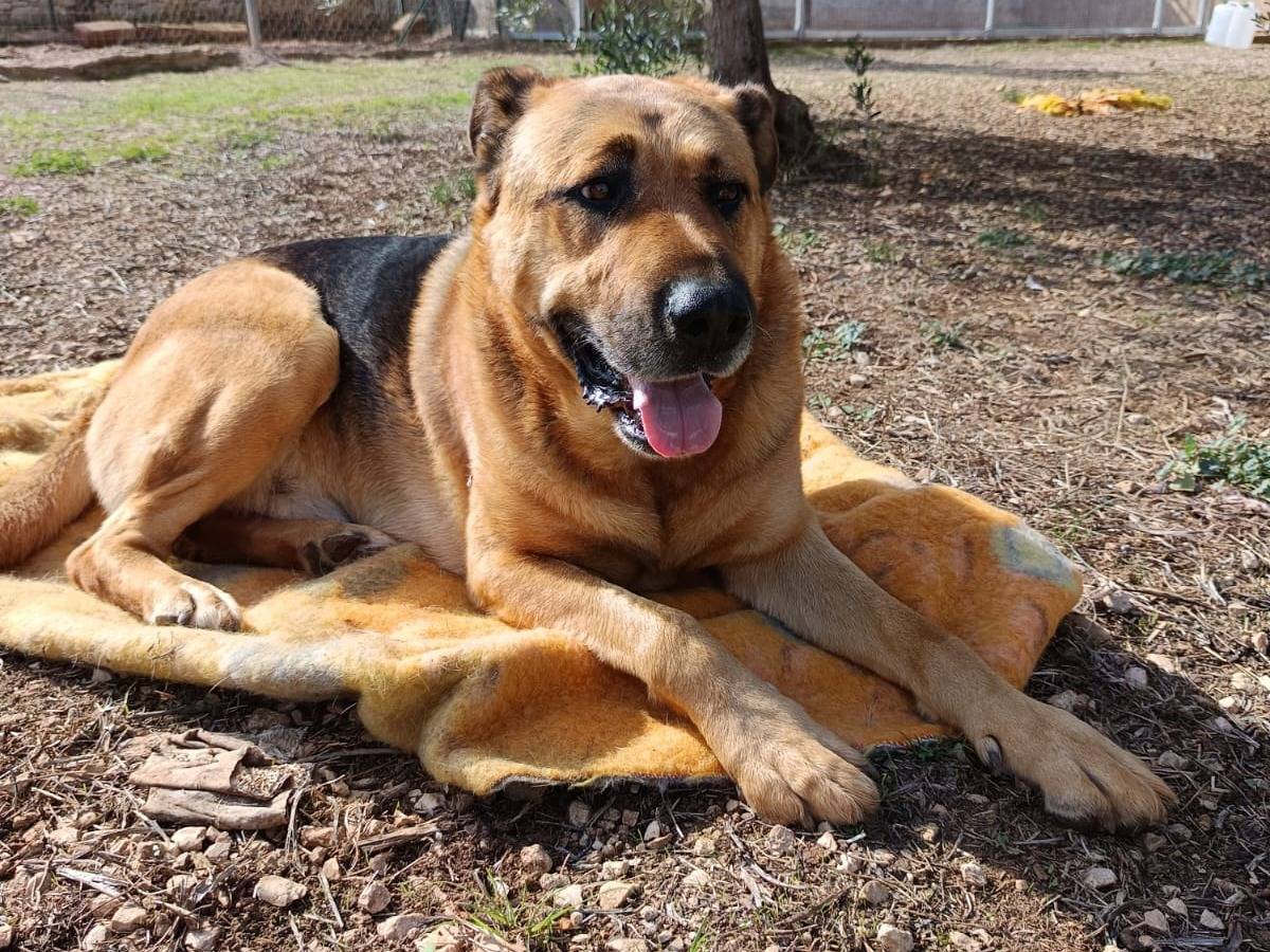 Adotta un cane, maschio, 7 anni , Bari