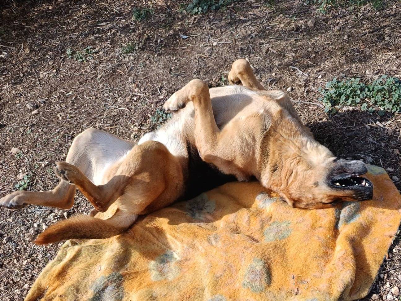 Adotta un cane, taglia gigante, maschio, Bari