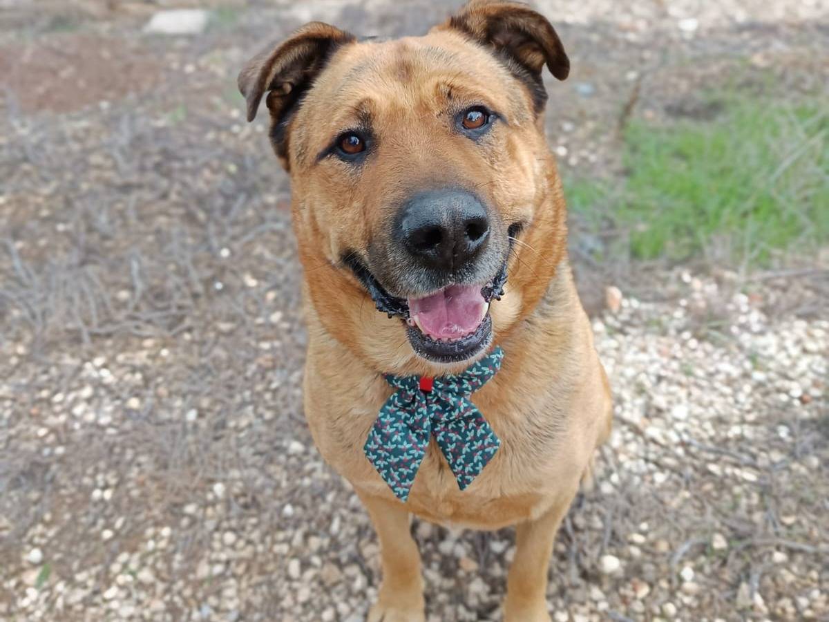 Adotta il cane Bruno a Bari