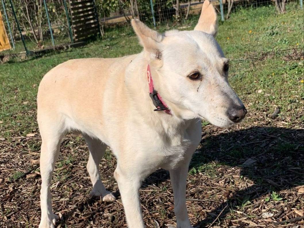 Adotta un cane, femmina, 12 anni  e 2 mesi , Bari