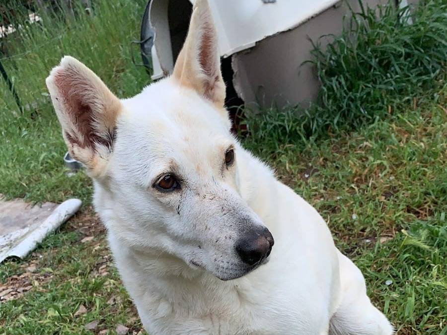 Adotta un cane, taglia grande, femmina, Bari