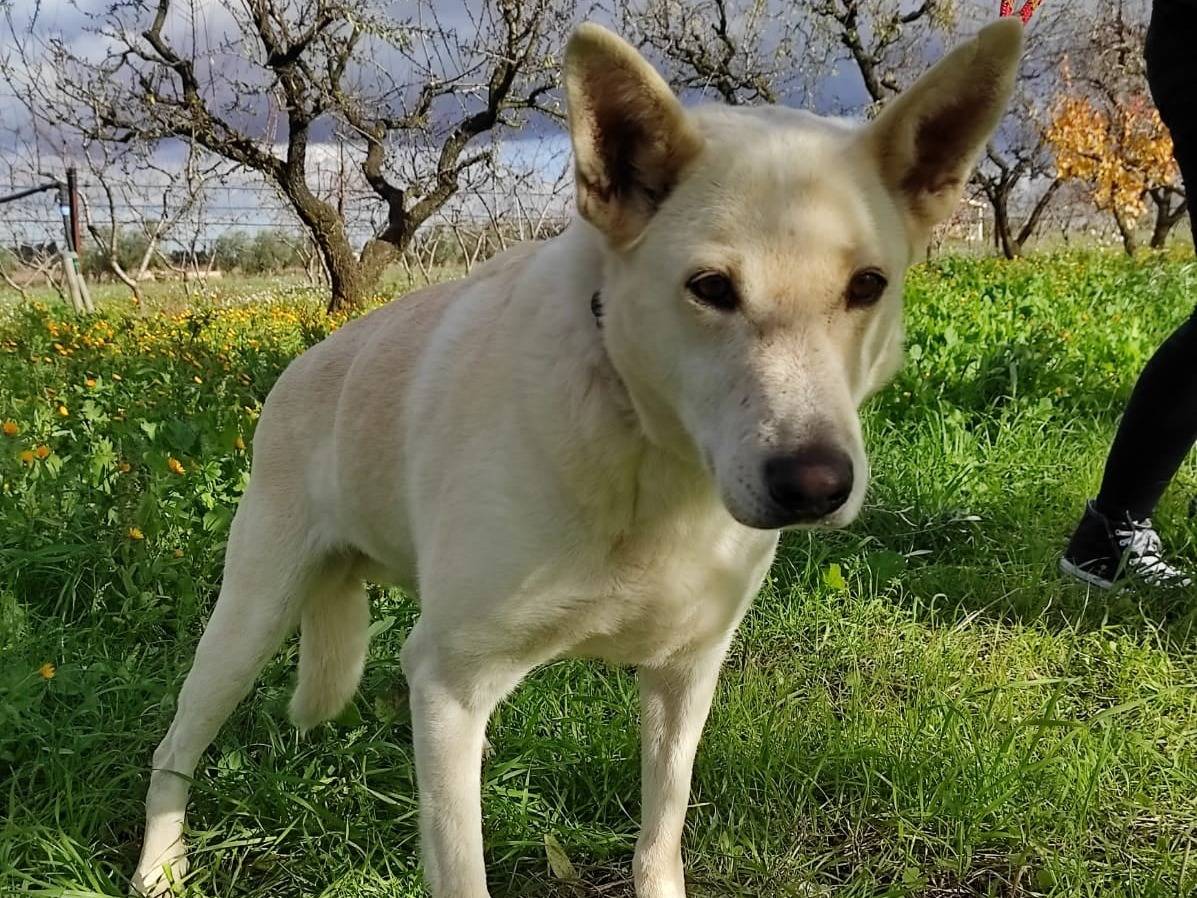 Adotta il cane Bianchina a Bari