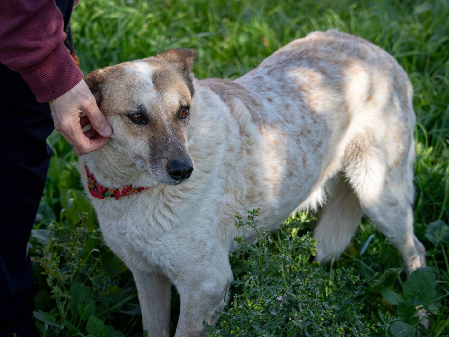 Adotta un cane, femmina, 7 anni  e 1 mese, Bari