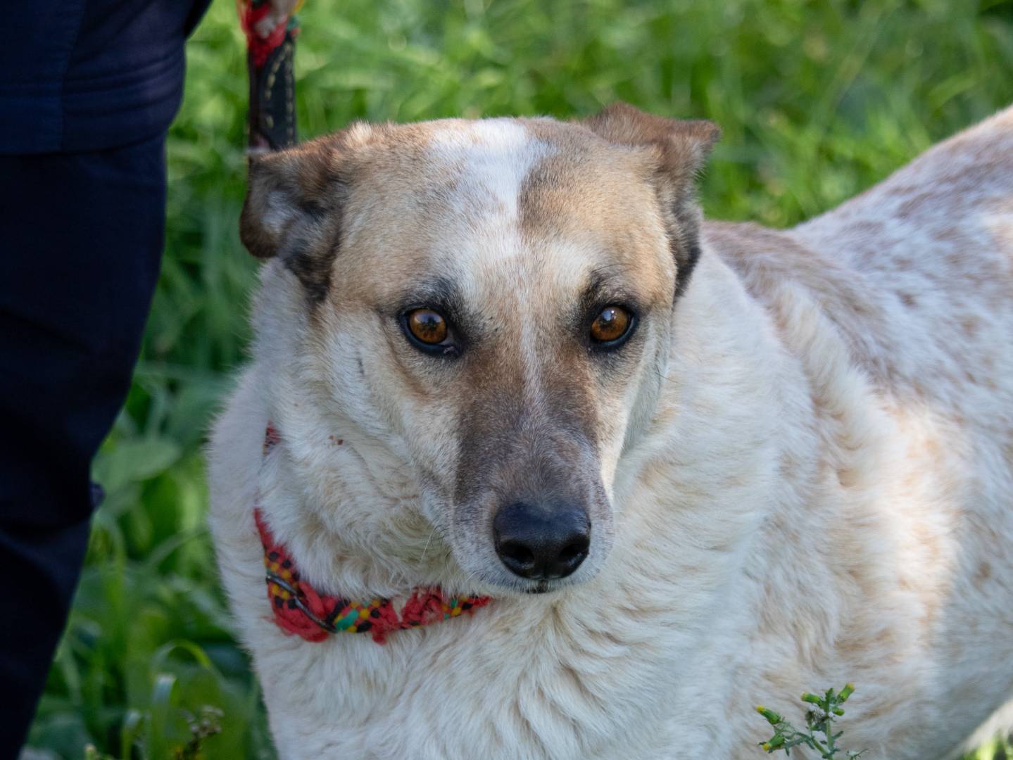 Vuoi adottare un cane a Bari?