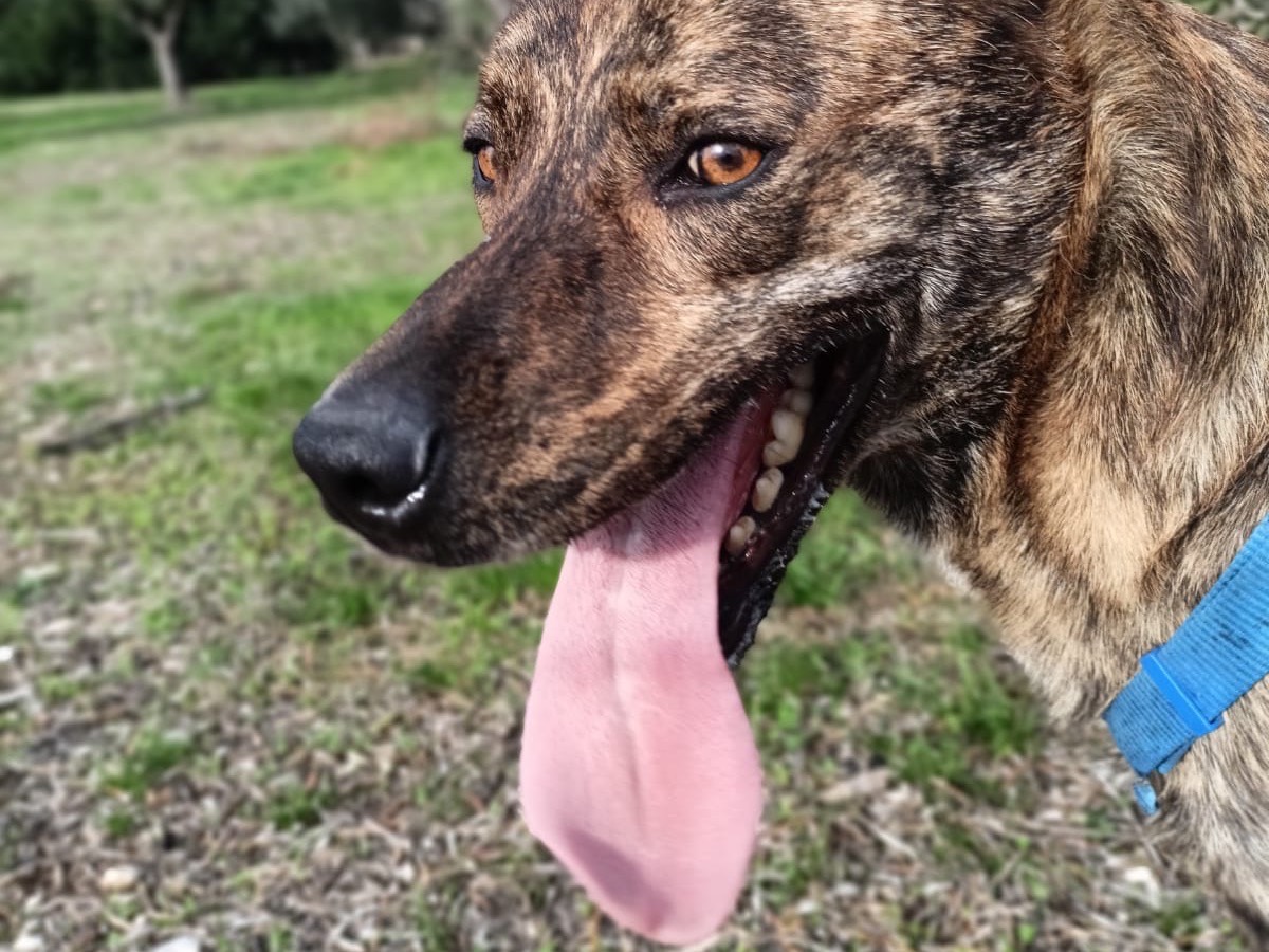 Adotta un cane, maschio, 3 anni  e 8 mesi , Barletta