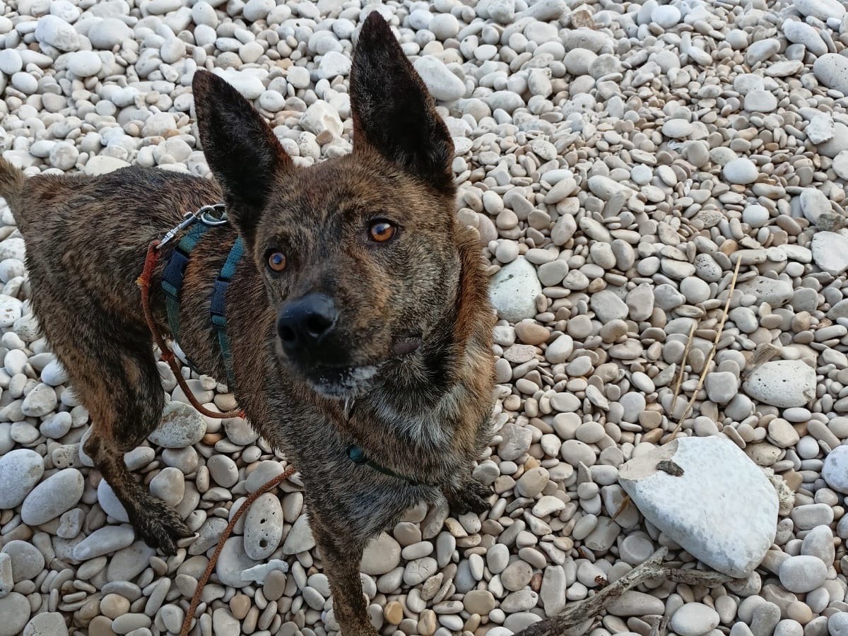 Vuoi adottare un cane a Barletta?