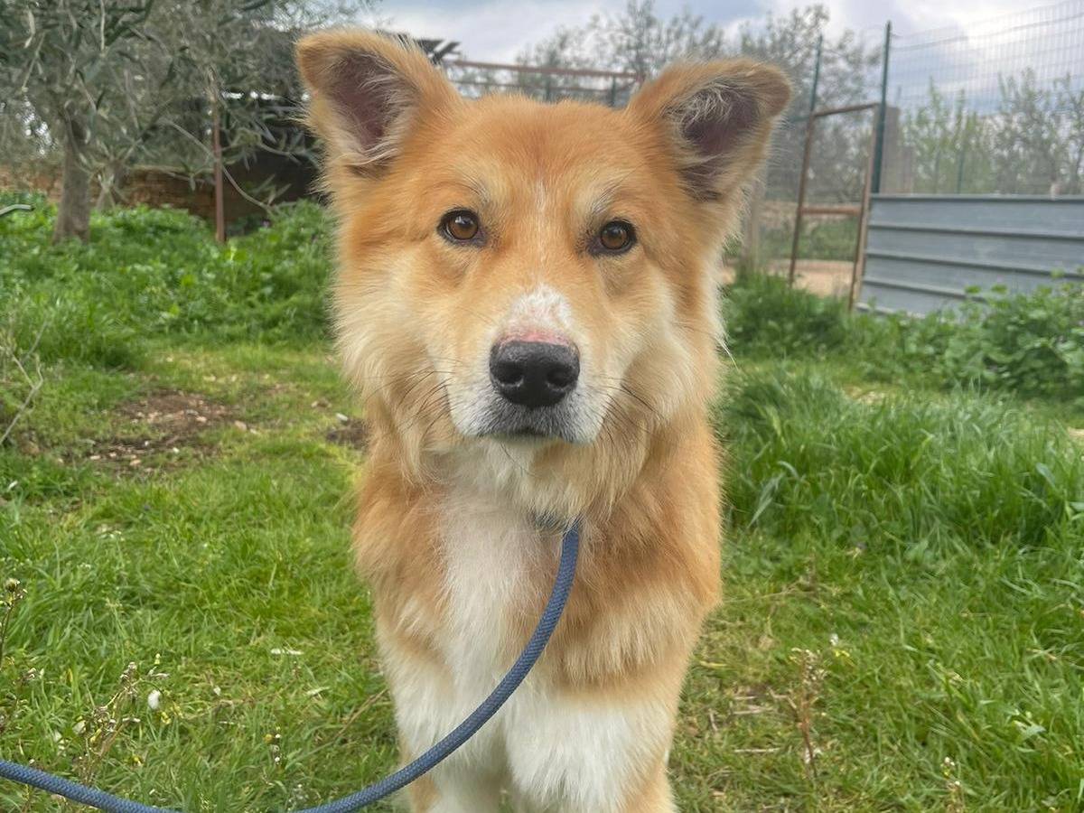 Adotta un cane, maschio, 3 anni  e 7 mesi , Bari