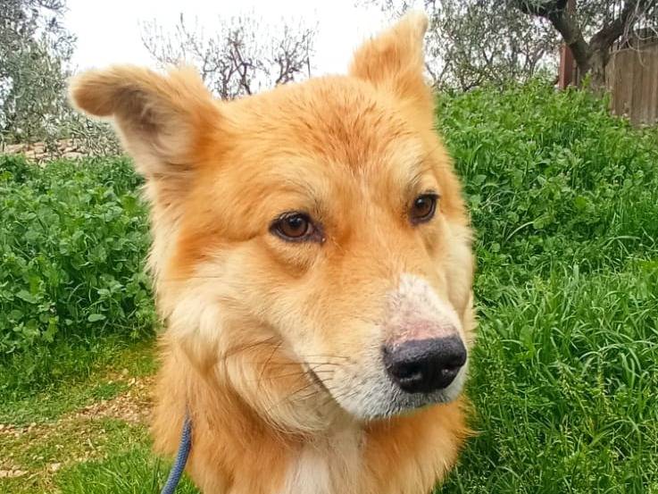 Adotta un cane, taglia media, maschio, Bari