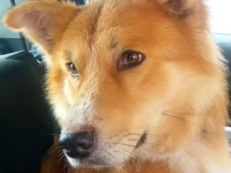 Vuoi adottare un cane a Bari?