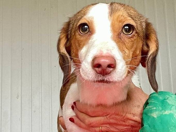 Adozione cane, femmina, Razza sconosciuta Razza sconosciuta, 2 anni e 2 mesi, taglia piccola, Frosinone