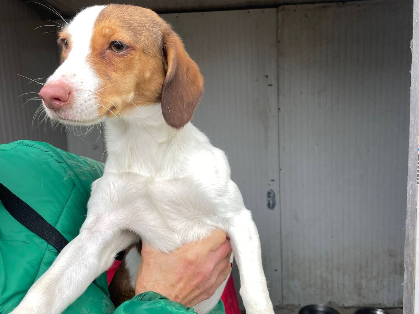 Adotta un cane, taglia piccola, femmina, Frosinone