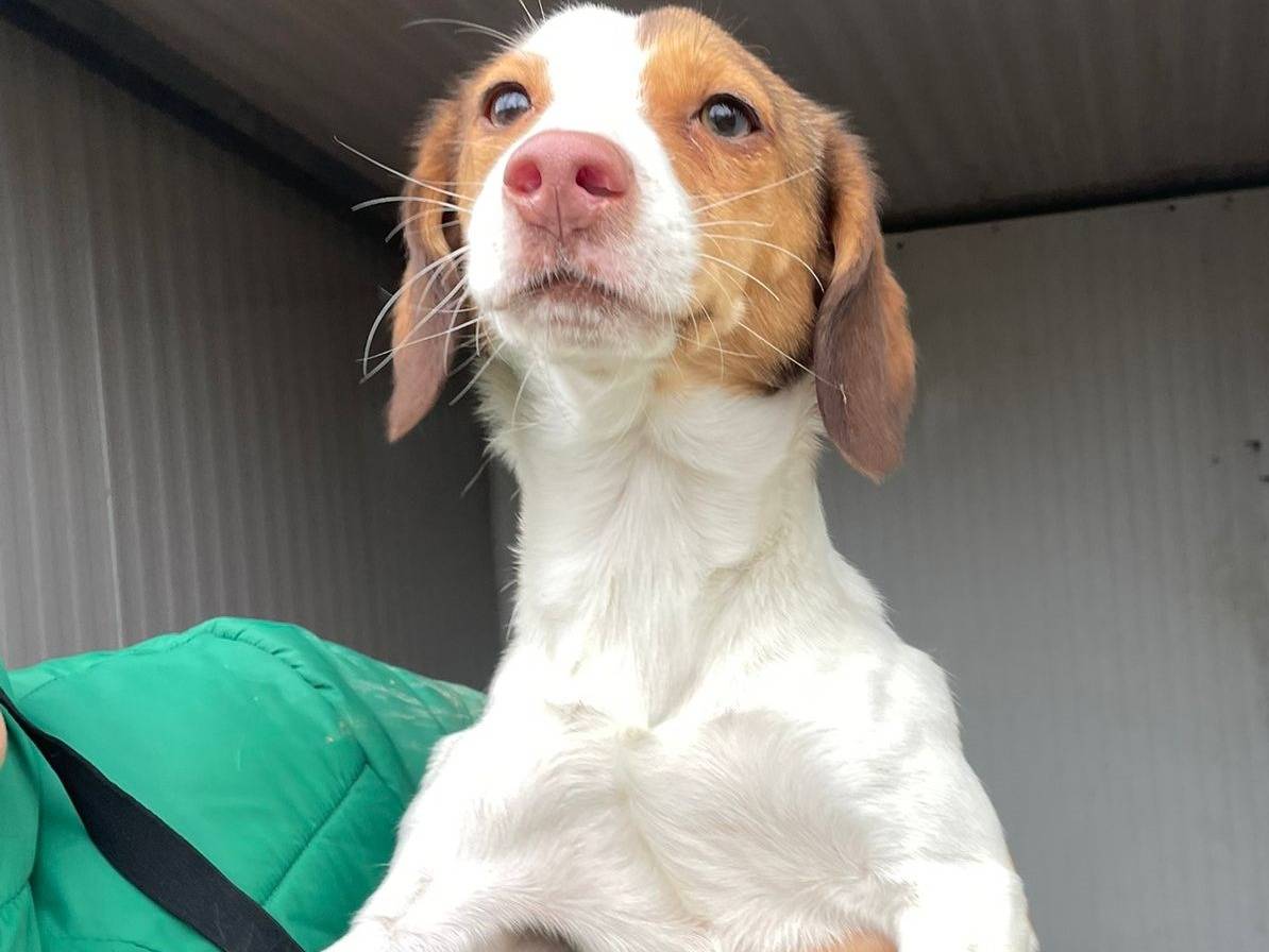 Vuoi adottare un cane a Frosinone?