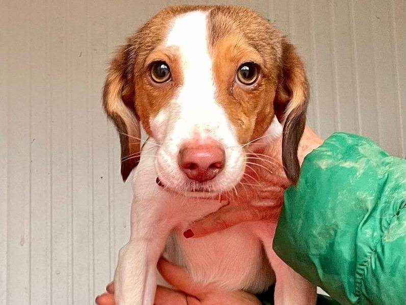 Adotta il cane EMILY a Frosinone