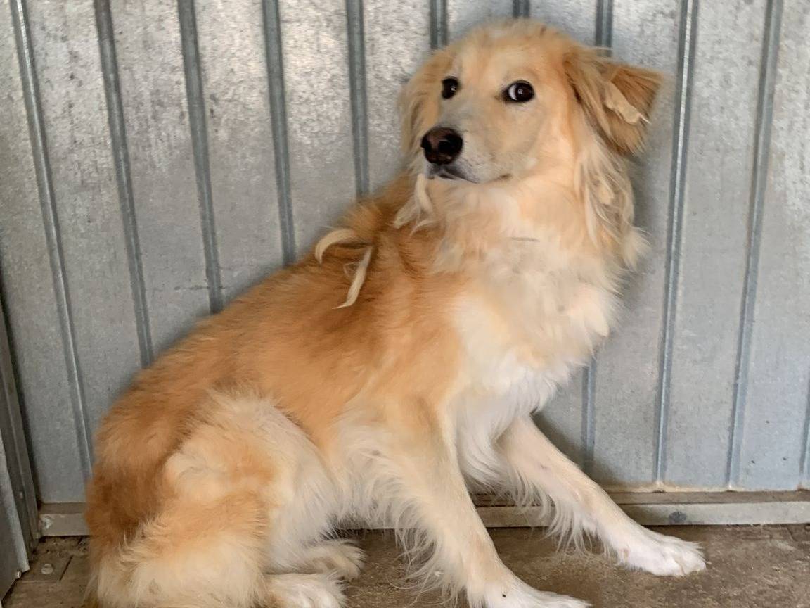 Adotta un cane, maschio, 3 anni  e 8 mesi , Bari