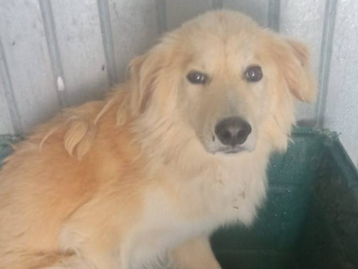 Vuoi adottare un cane a Bari?