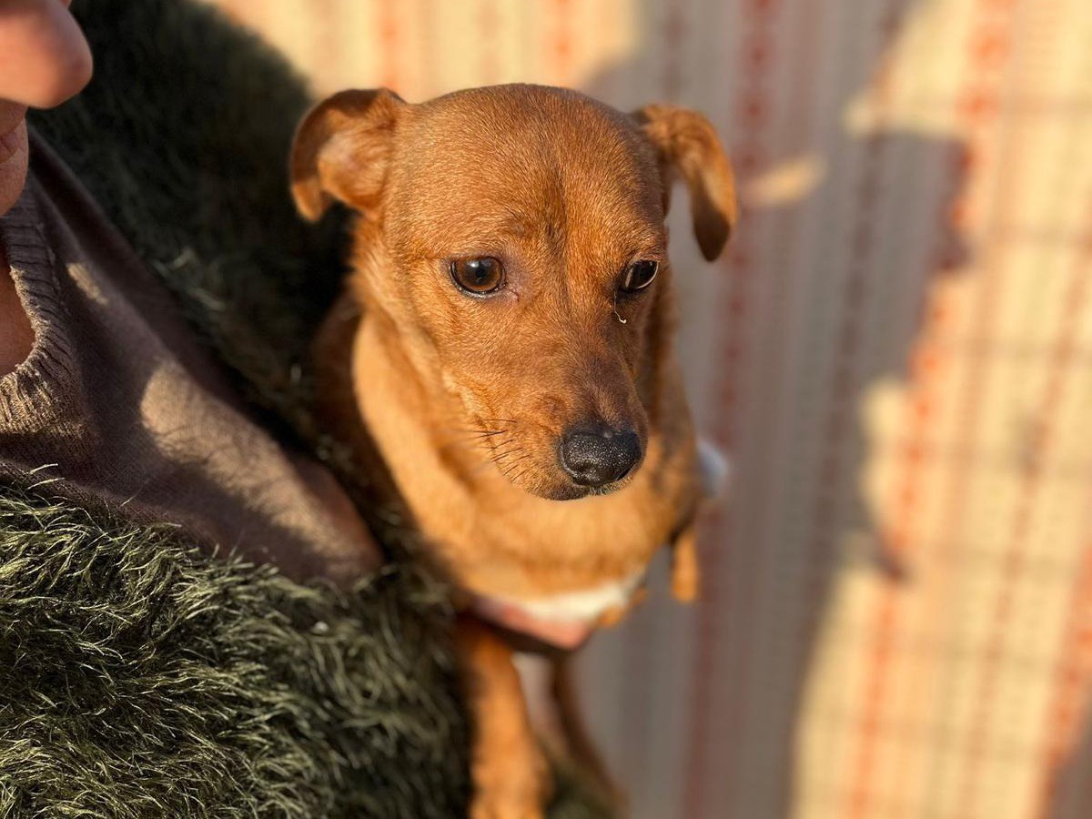 Adotta un cane, maschio, 2 anni  e 4 mesi , Latina