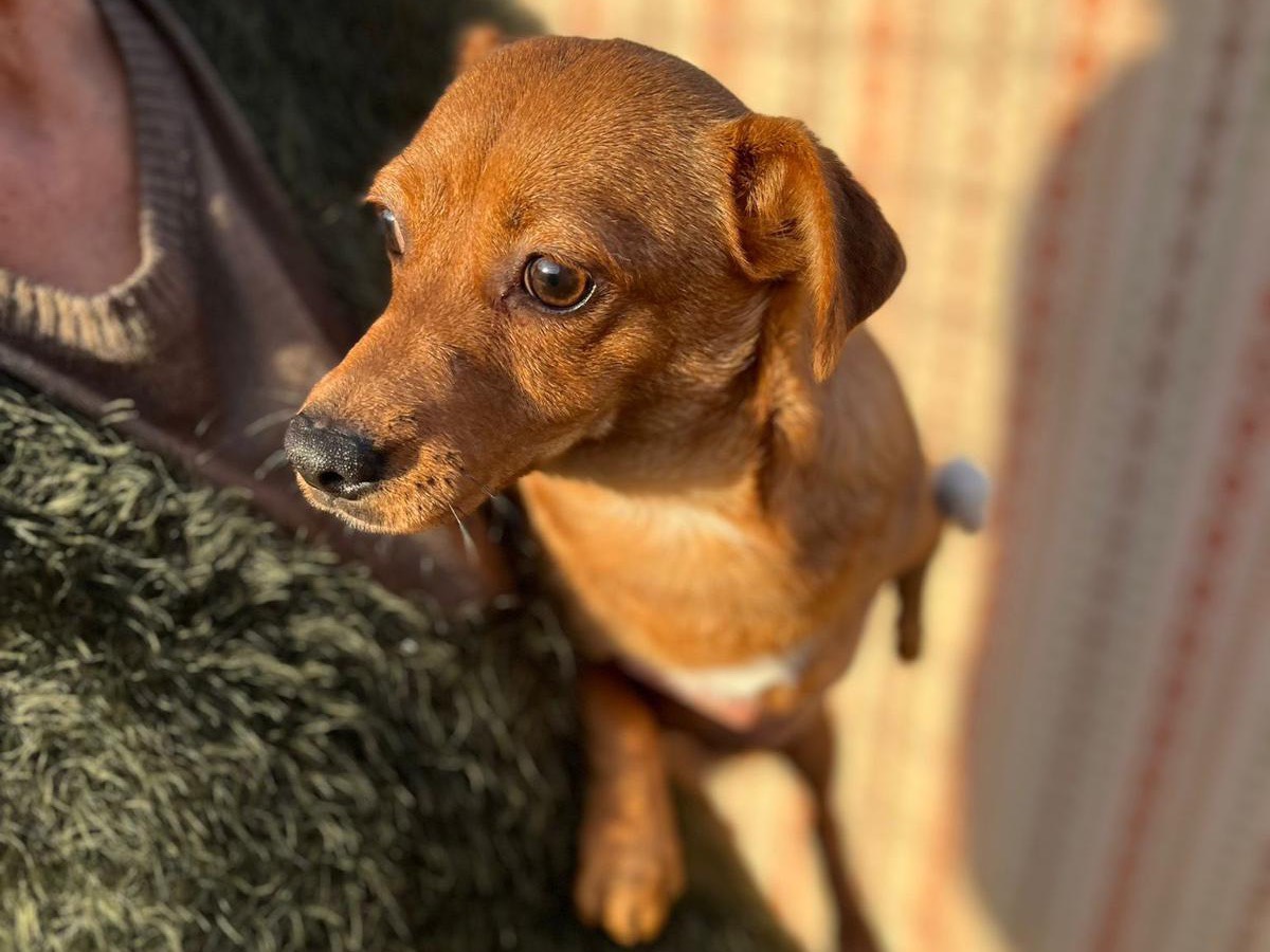 Adotta un cane, taglia piccola, maschio, Latina