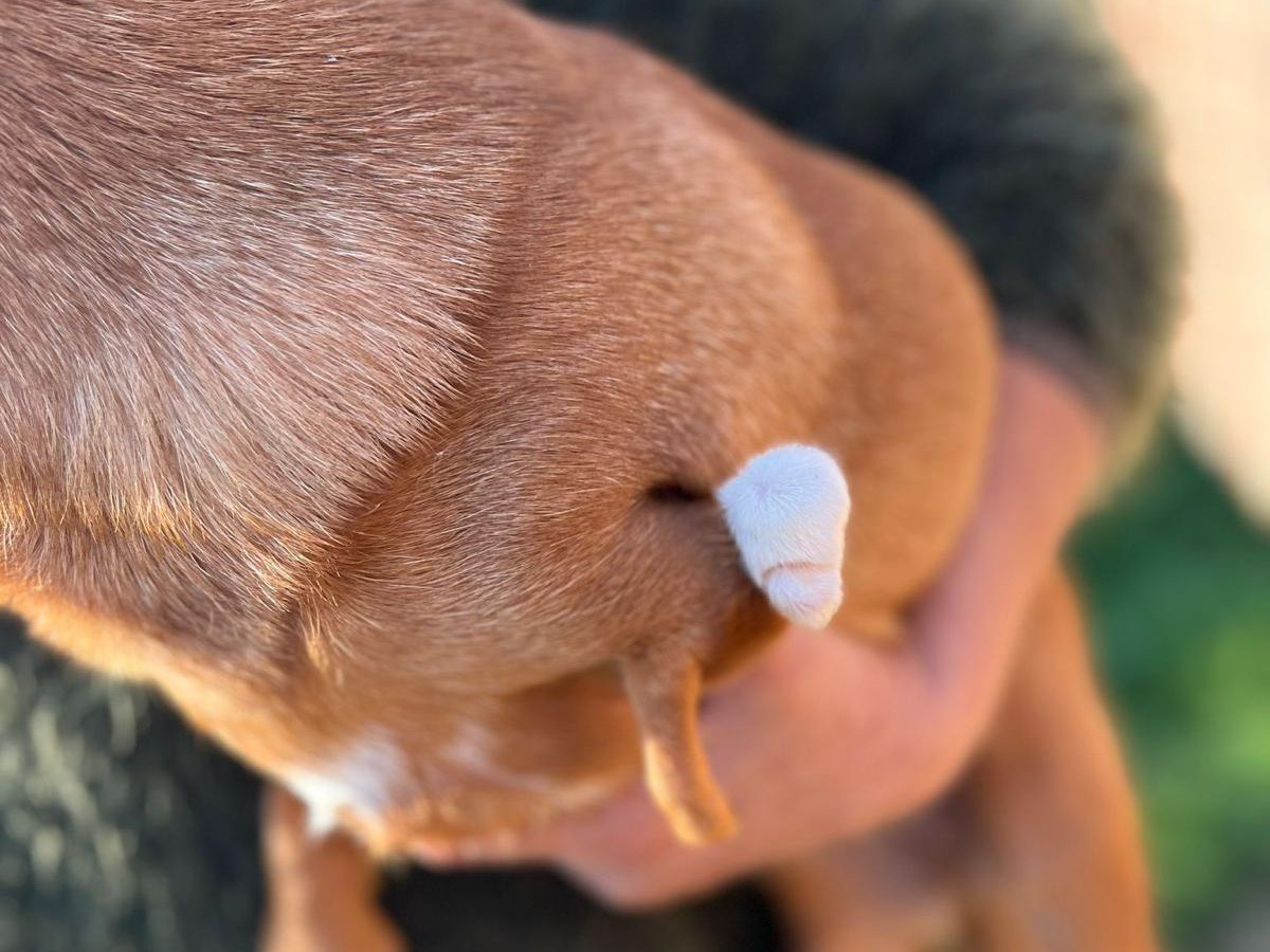 Vuoi adottare un cane a Latina?