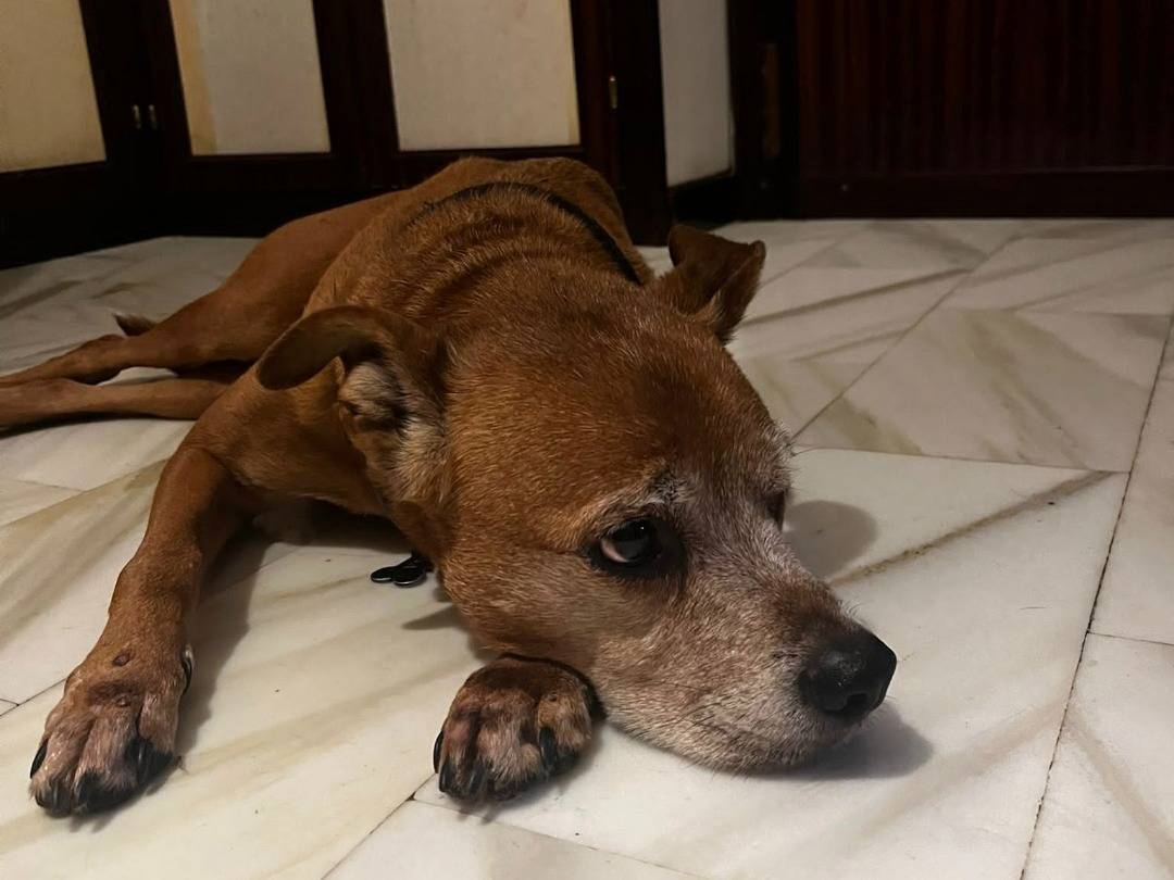Foto dell'animale