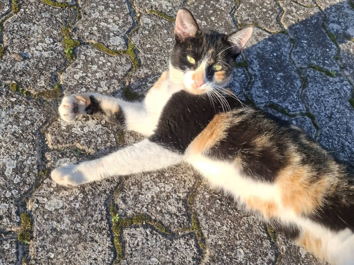 Foto dell'animale