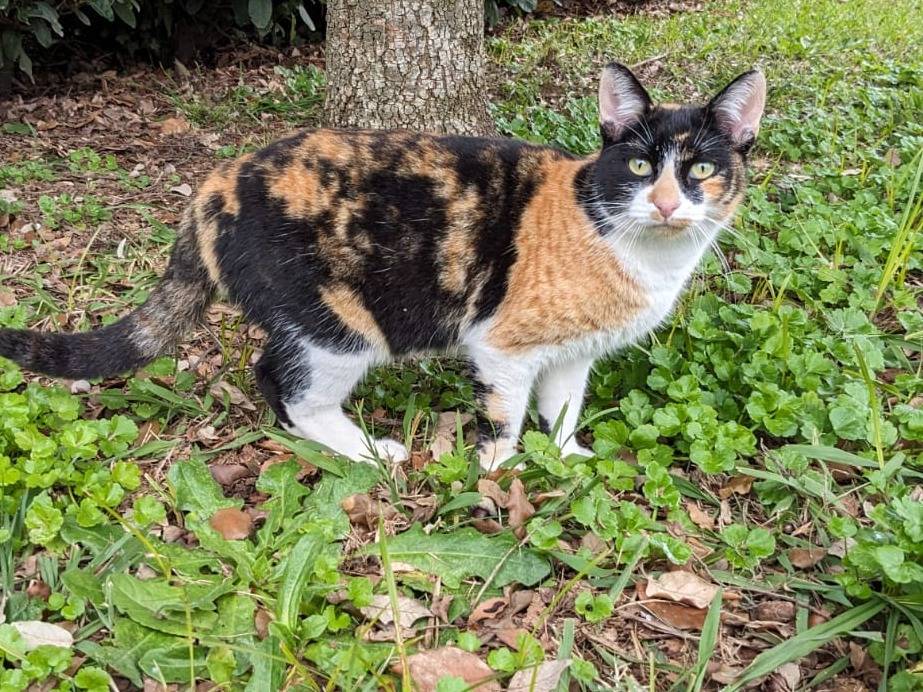 Adotta un gatto, femmina, 1 anno e 3 mesi , Caserta