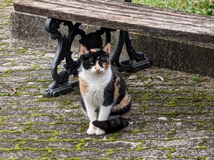 Adotta un gatto, taglia non valida, femmina, Caserta
