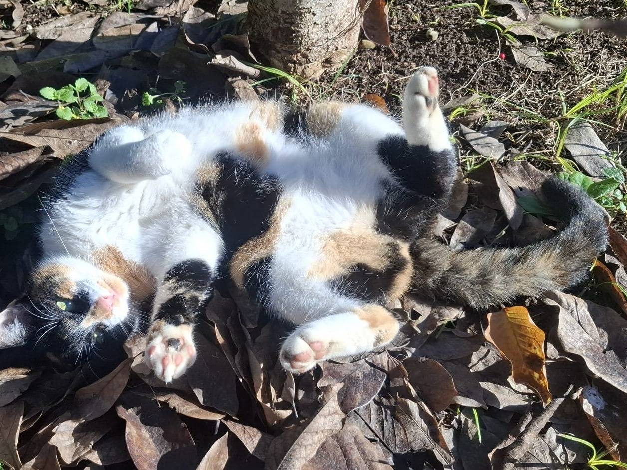 Vuoi adottare un gatto a Caserta?