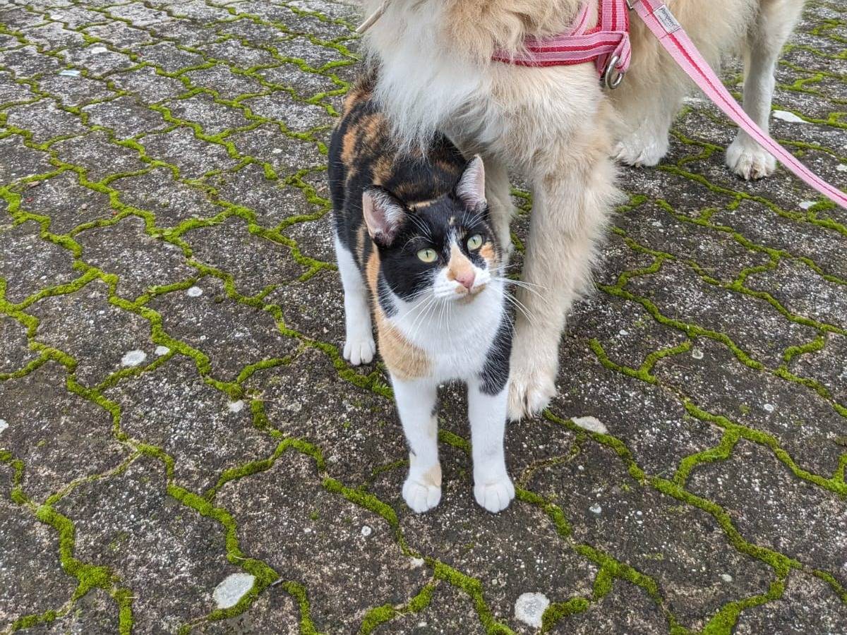 Adotta il gatto MASCHERINA a Caserta
