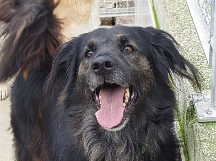 Foto dell'animale