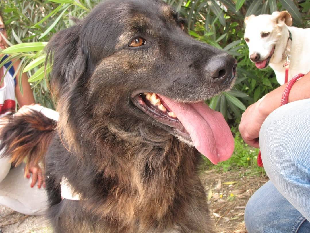 Adotta un cane, maschio, 14 anni  e 11 mesi , Caserta