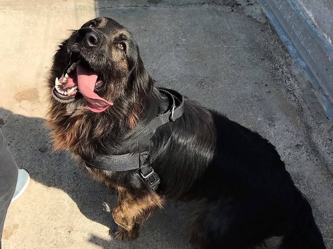 Adotta un cane, taglia grande, maschio, Caserta