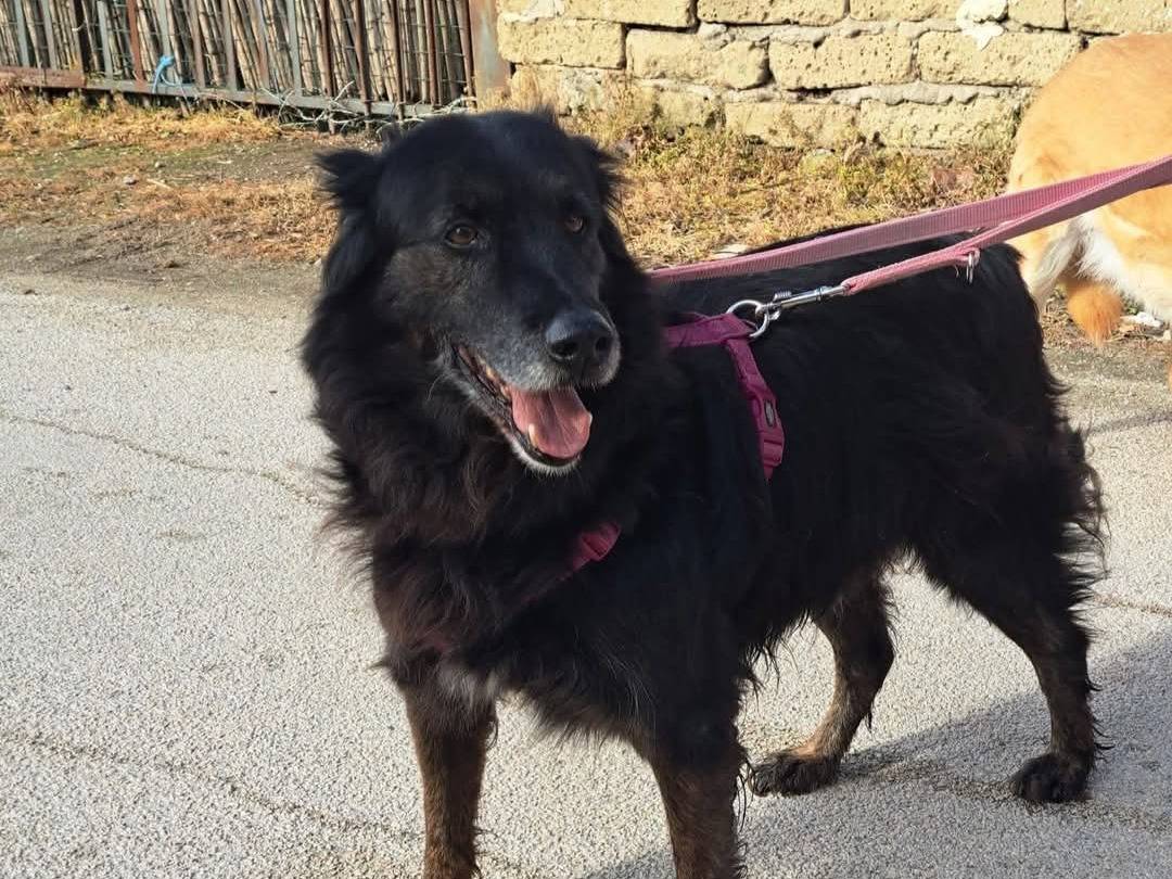Vuoi adottare un cane a Caserta?
