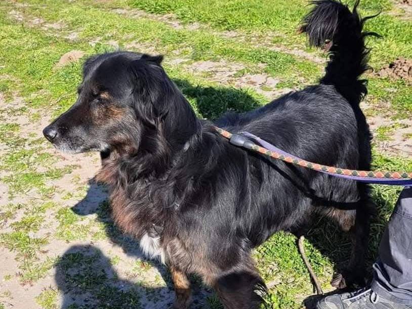 Adotta il cane Gaetano  a Caserta