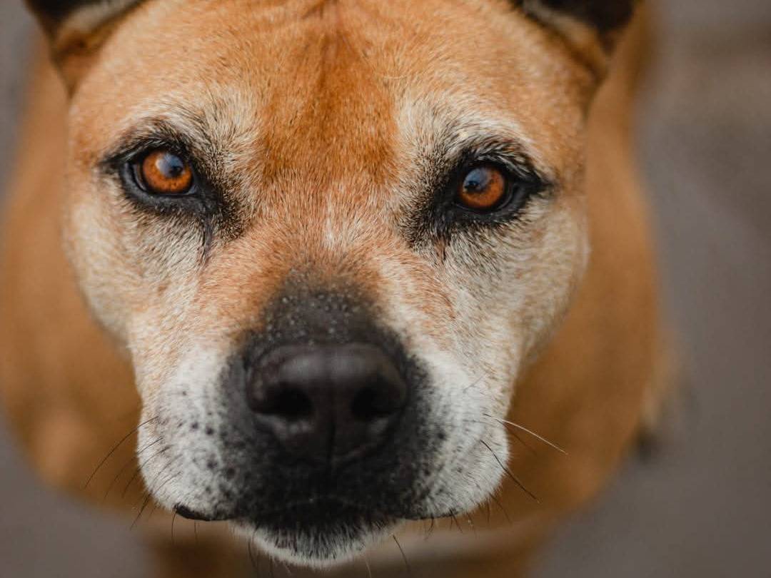 Adotta un cane, femmina, 11 anni  e 9 mesi , Caserta