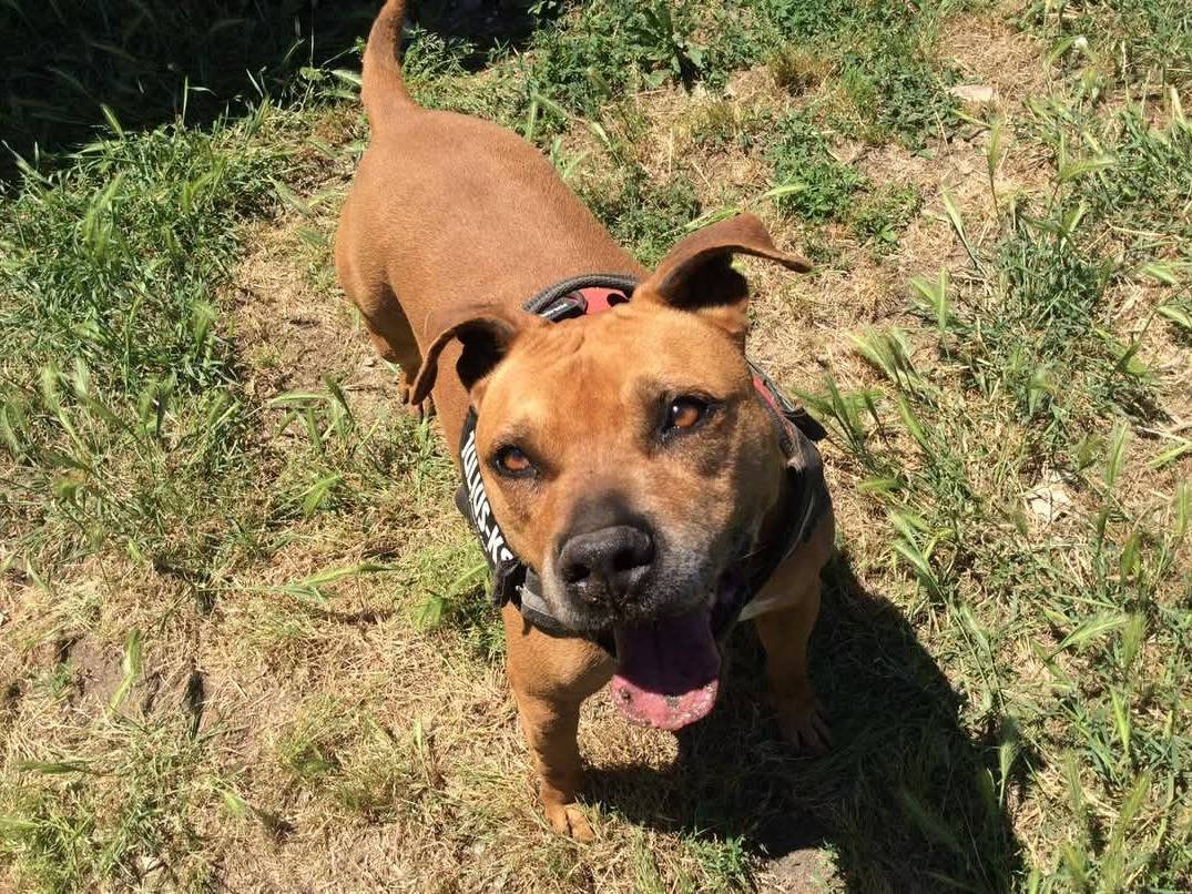 Adotta un cane, taglia grande, femmina, Caserta