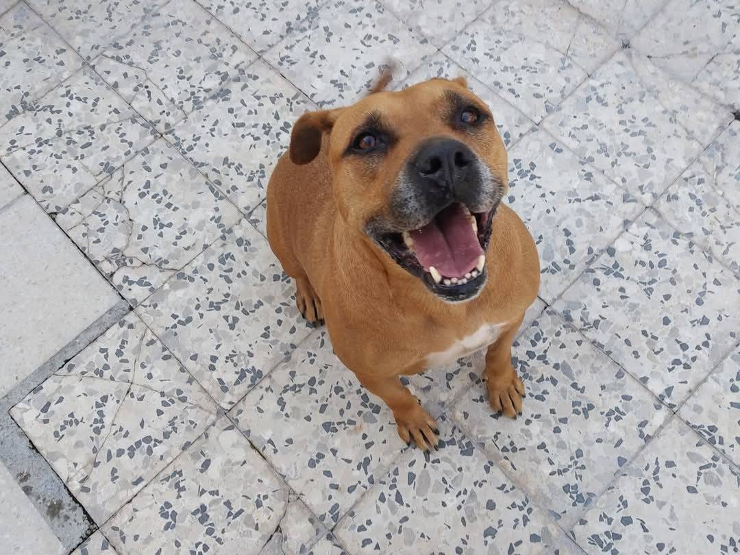 Vuoi adottare un cane a Caserta?