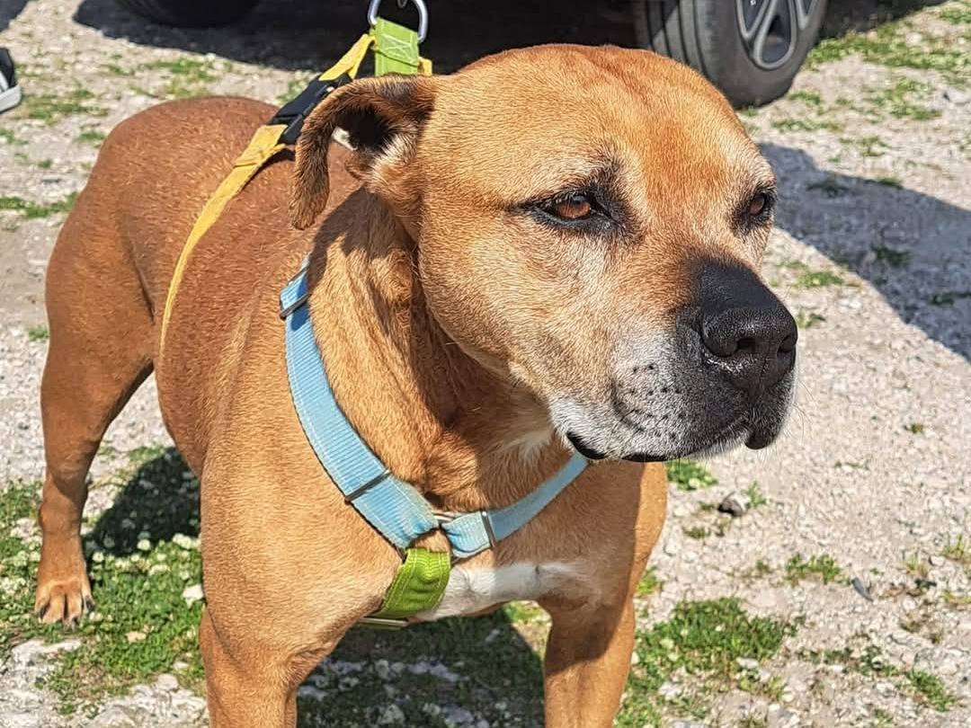 Adotta il cane Lady  a Caserta