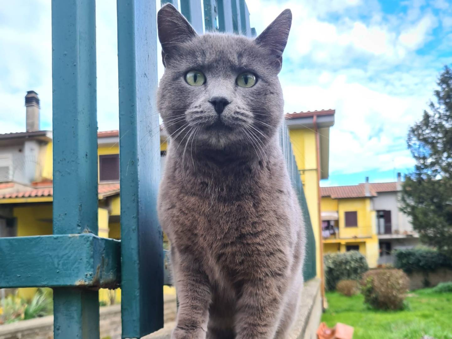 Foto dell'animale