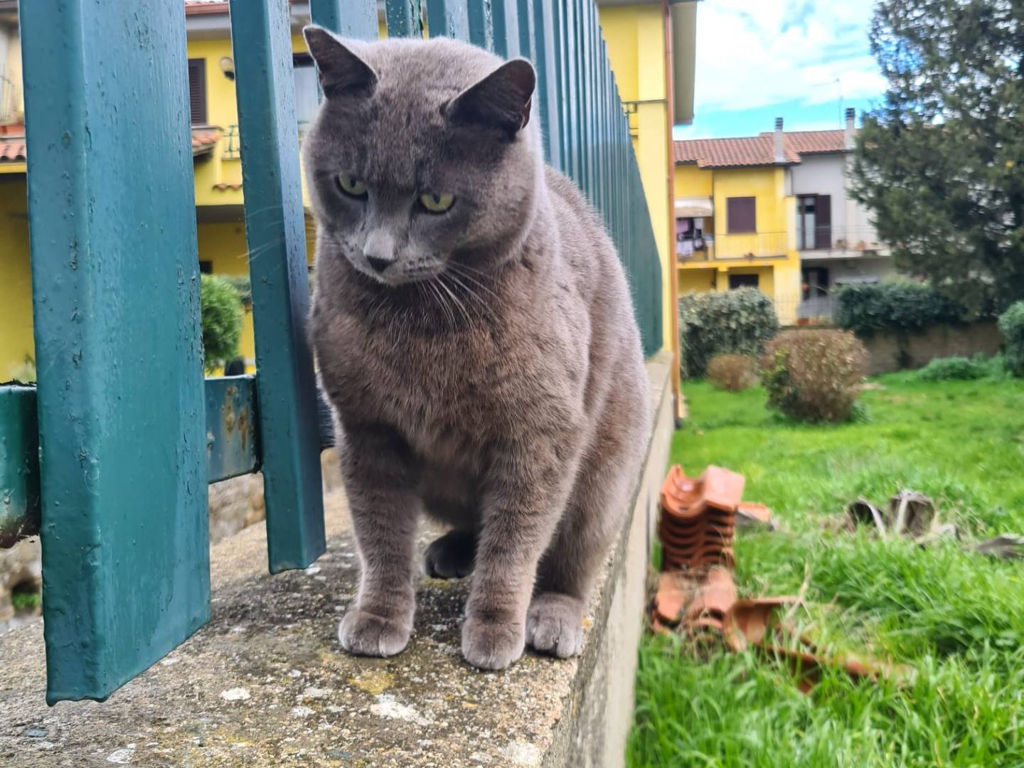 Adotta un gatto, femmina, 1 anno e 2 mesi , Viterbo