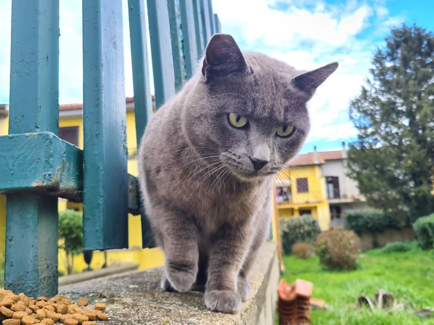 Adotta un gatto, taglia non valida, femmina, Viterbo