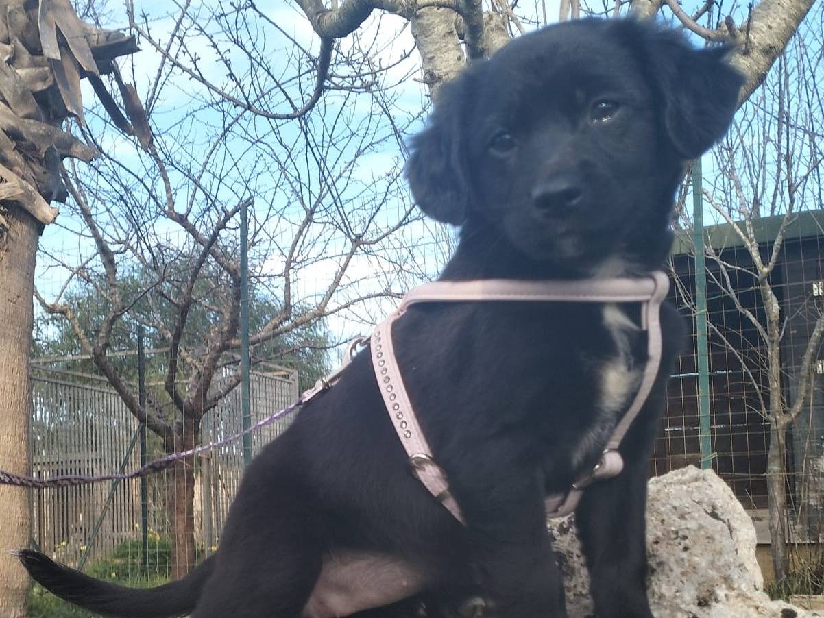 Adozione cane, femmina, Razza sconosciuta Razza sconosciuta, 11 mesi, taglia media, Lecce