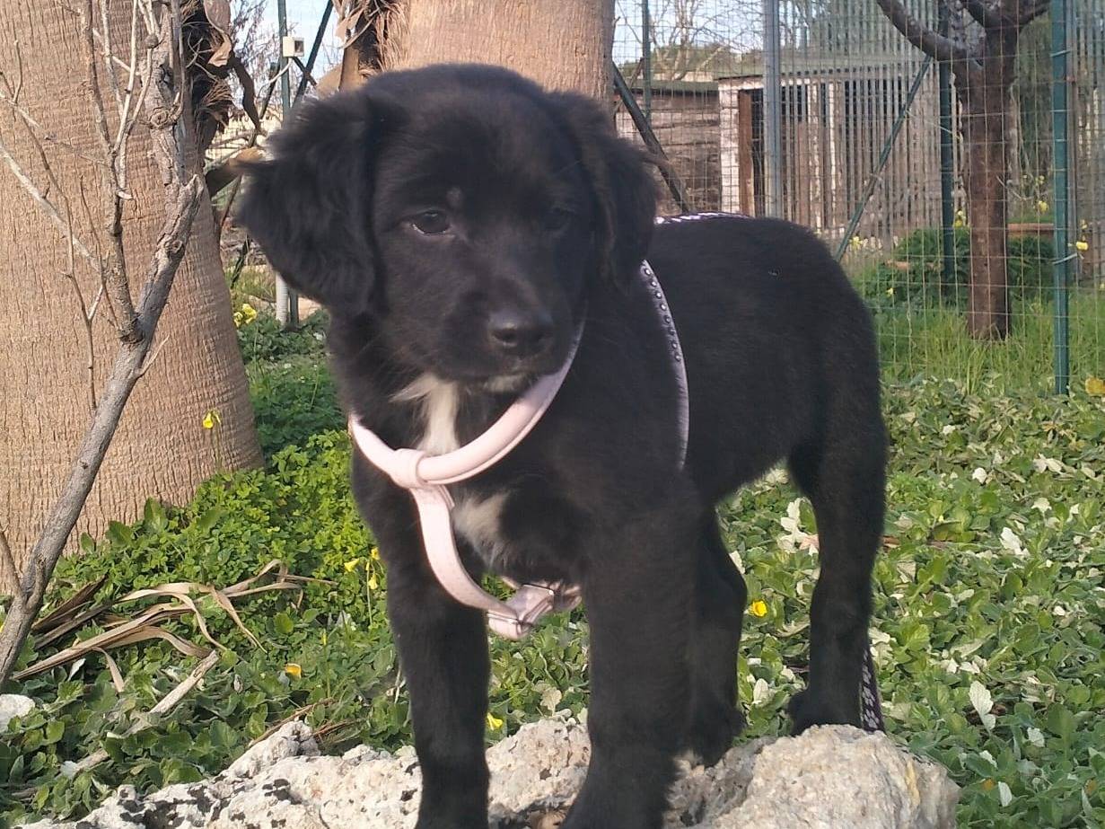 Adotta un cane, femmina, 11 mesi, Lecce