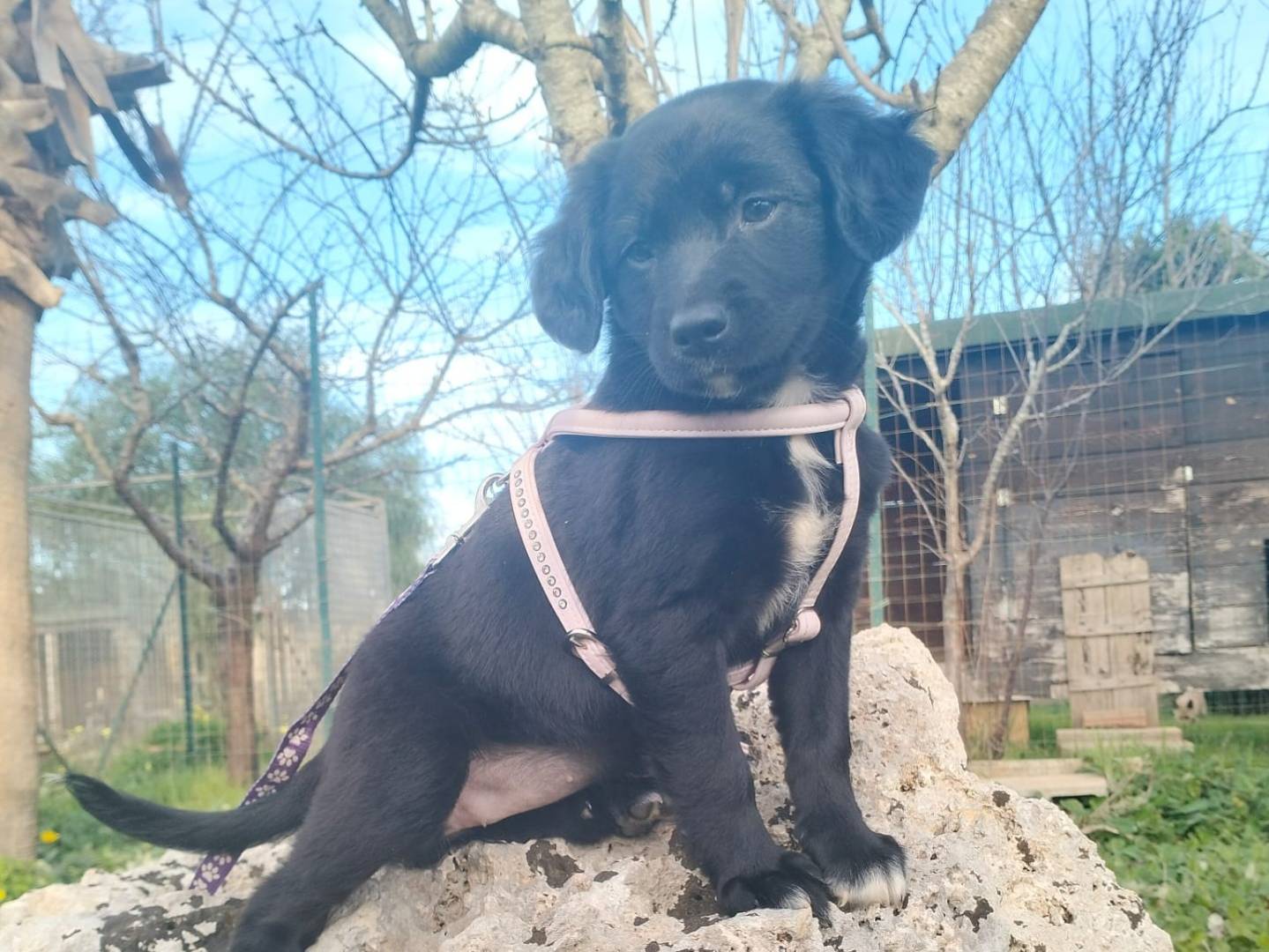 Adotta un cane, taglia media, femmina, Lecce