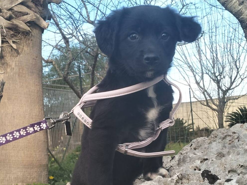 Vuoi adottare un cane a Lecce?