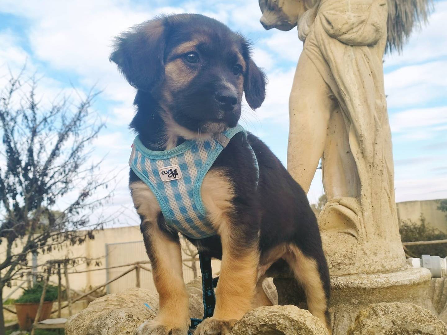 Adotta un cane, maschio, 11 mesi, Lecce
