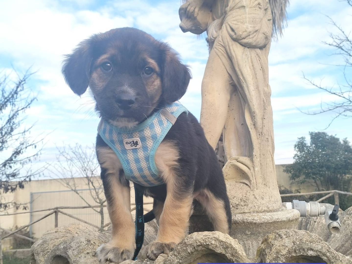 Adotta un cane, taglia media, maschio, Lecce