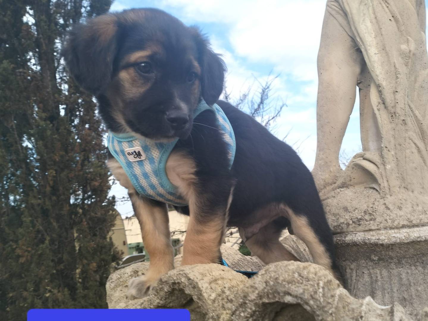 Vuoi adottare un cane a Lecce?