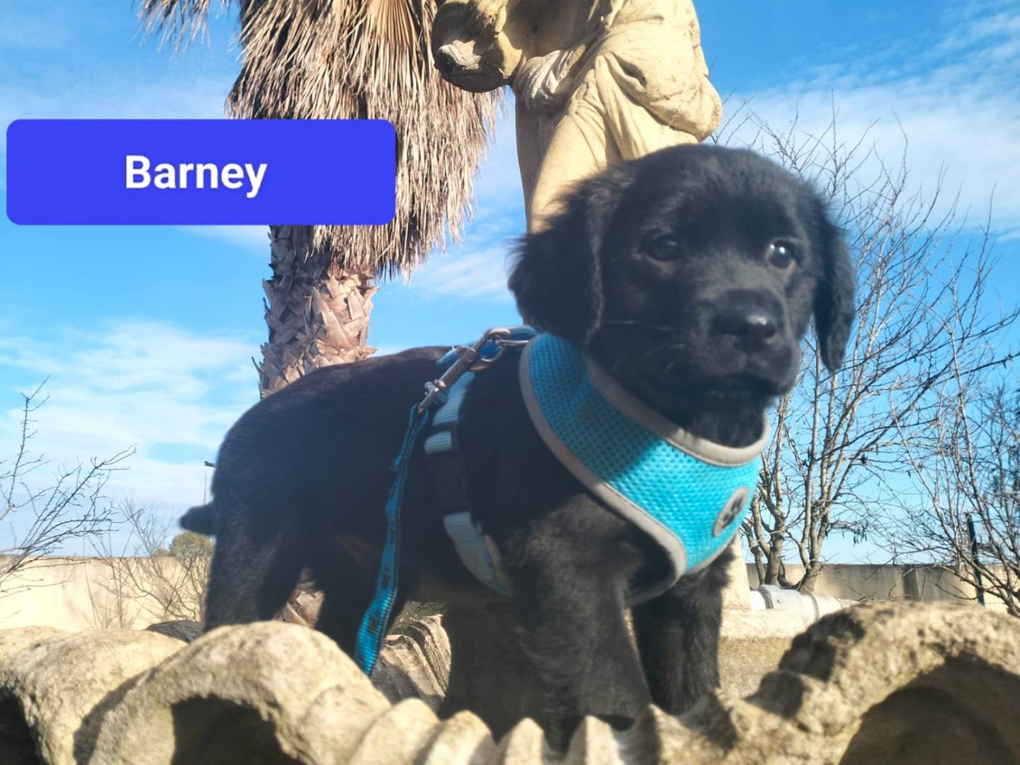 Adozione cane, maschio, Razza sconosciuta Razza sconosciuta, 11 mesi, taglia media, Lecce