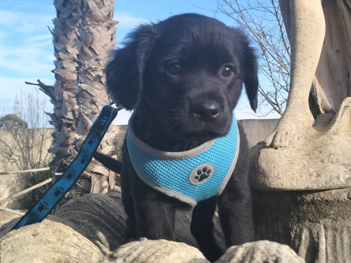 Adotta un cane, taglia media, maschio, Lecce