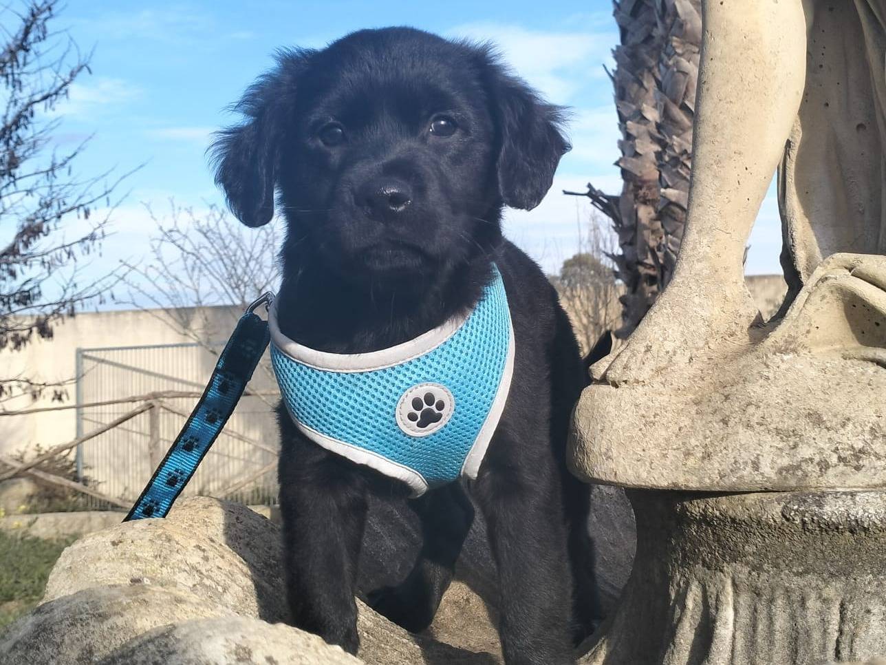Vuoi adottare un cane a Lecce?